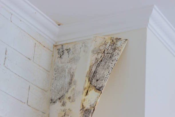  Pine Manor, FL Mold Removal Pros